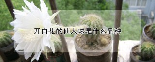 开白花的仙人球是什么品种,第1图