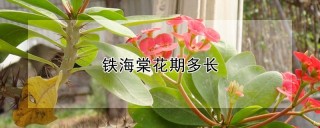 铁海棠花期多长,第1图