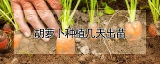 胡萝卜种植几天出苗,第1图