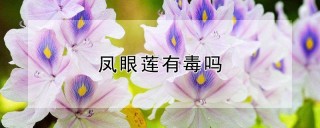 凤眼莲有毒吗,第1图