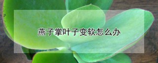 燕子掌叶子变软怎么办,第1图