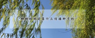 柳树妈妈是靠什么传播种子的,第1图