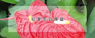 红掌怎么换盆,第1图