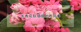 长寿花软塌塌的咋回事,第1图