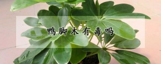 鸭脚木有毒吗,第1图