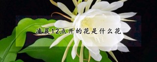 凌晨12点开的花是什么花,第1图