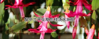 蟹甲兰开花期怎样浇水施肥,第1图