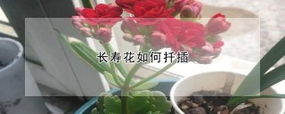 长寿花如何扦插,第1图