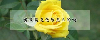 黄玫瑰是送给死人的吗,第1图