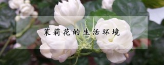 茉莉花的生活环境,第1图