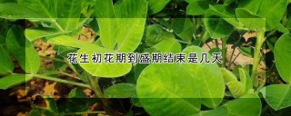 花生初花期到盛期结束是几天,第1图