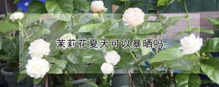 茉莉花夏天可以暴晒吗,第1图