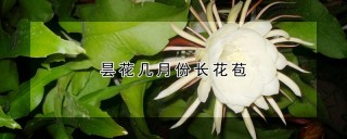 昙花几月份长花苞,第1图