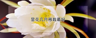 昙花几月移栽最好,第1图