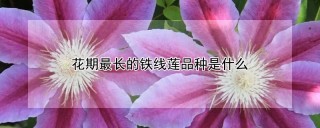 花期最长的铁线莲品种是什么,第1图