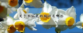 关于水仙花的知识有哪些,第1图