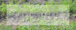 胡萝卜种植技术及管理,第1图