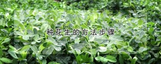 种花生的方法步骤,第1图