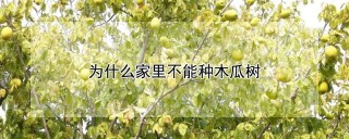 为什么家里不能种木瓜树,第1图