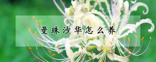 曼珠沙华怎么养,第1图