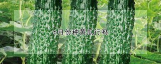 6月份种黄瓜行吗,第1图