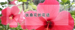 扶桑花的花语,第1图