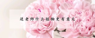 送老师什么植物更有意义,第1图