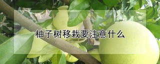 柚子树移栽要注意什么,第1图