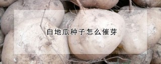 白地瓜种子怎么催芽,第1图