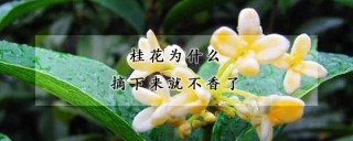 桂花为什么摘下来就不香了,第1图