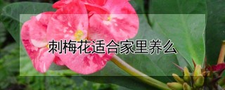 刺梅花适合家里养么,第1图