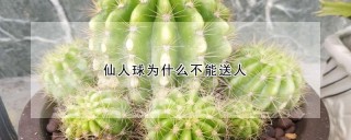 仙人球为什么不能送人,第1图