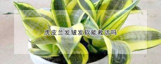 虎皮兰发皱发软能救活吗,第1图