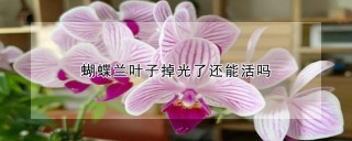 蝴蝶兰叶子掉光了还能活吗,第1图