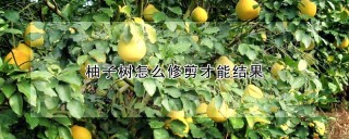 柚子树怎么修剪才能结果,第1图