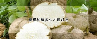 葛根种植多久才可以收,第1图