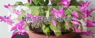 蟹爪兰花苞很小就干了,第1图