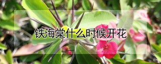 铁海棠什么时候开花,第1图