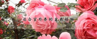 适合室外养的盆栽植物,第1图