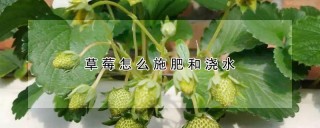 草莓怎么施肥和浇水,第1图