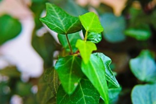 除甲醛十大排名植物 除甲醛植物排行榜,第3图