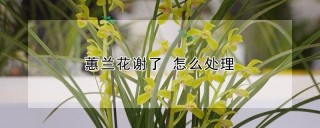 蕙兰花谢了 怎么处理,第1图