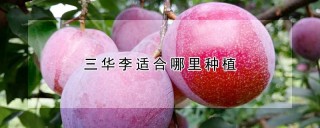 三华李适合哪里种植,第1图