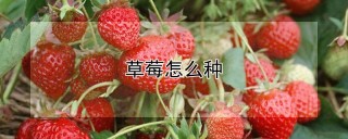 草莓怎么种,第1图