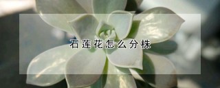 石莲花怎么分株,第1图