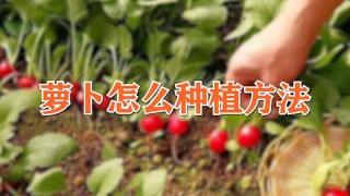 萝卜怎么种植方法,第1图