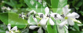 风车茉莉耐寒吗,第1图