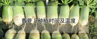 青萝卜种植时间及温度,第1图