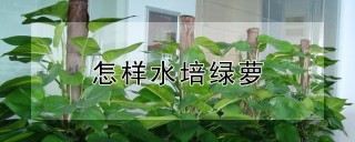 怎样水培绿萝,第1图