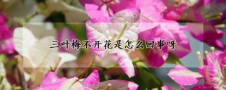 三叶梅不开花是怎么回事呀,第1图